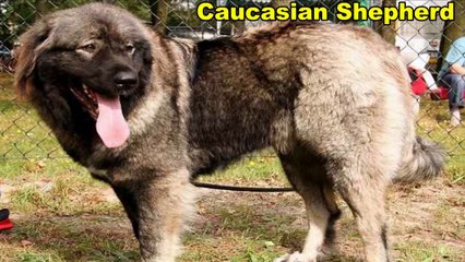Funny Dogs With 10 Biggest Dog Breeds In The World