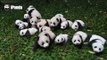 Cuddly Newborn Pandas Make Their Public Debut