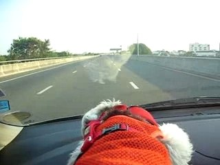 Super Dog "Pui" Fluffy my puppy