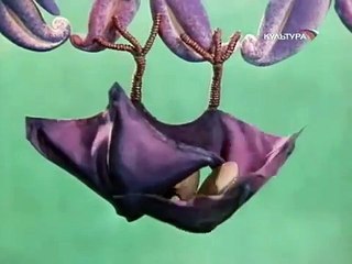 Песня кто такие птички