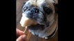 Pug Loves Ice Cream (Vine Compilation)