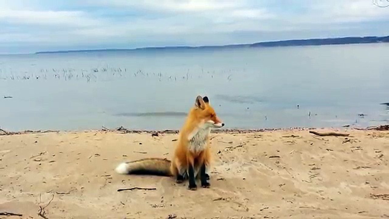 Wild fox casually approaches humans for food