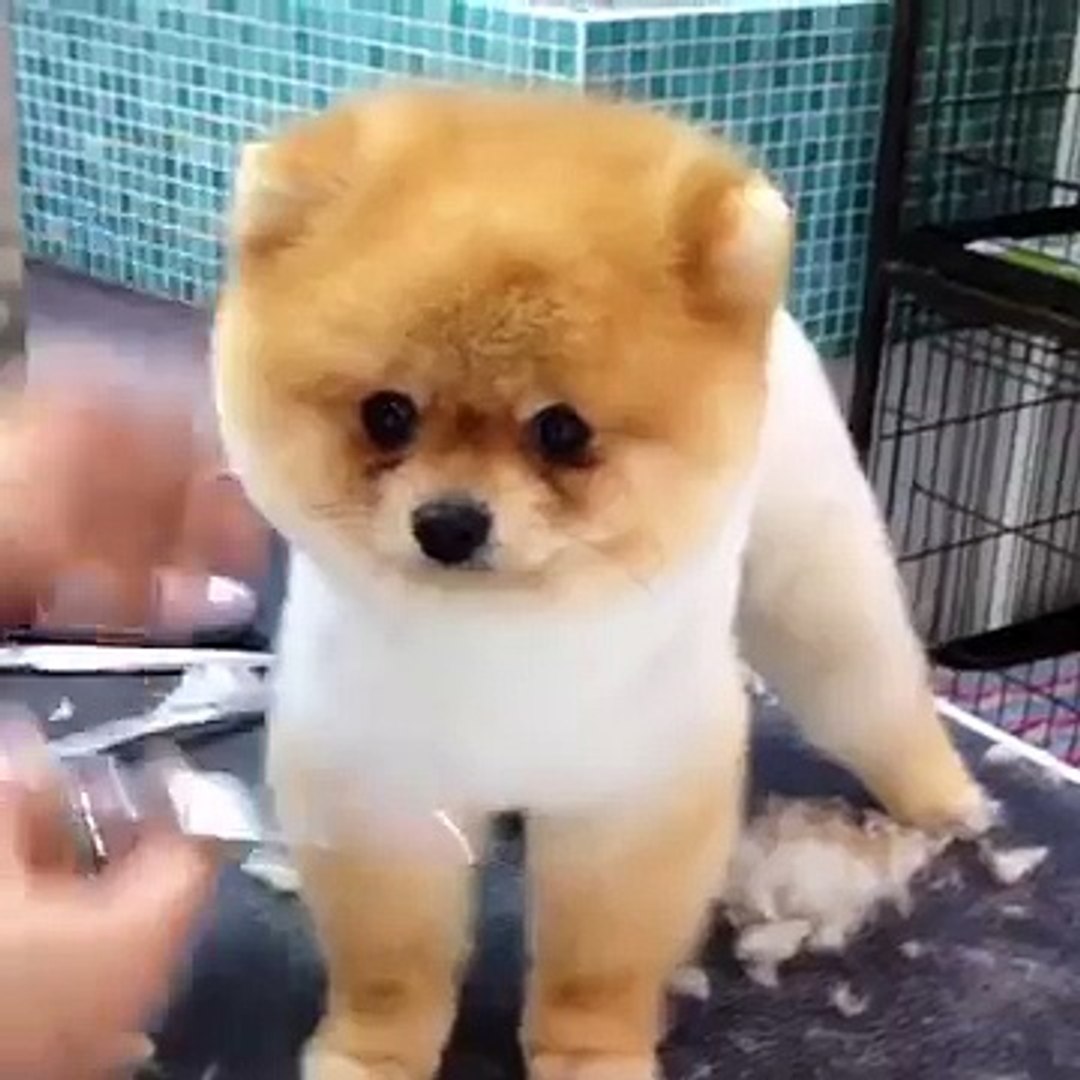 pomeranian lion haircut