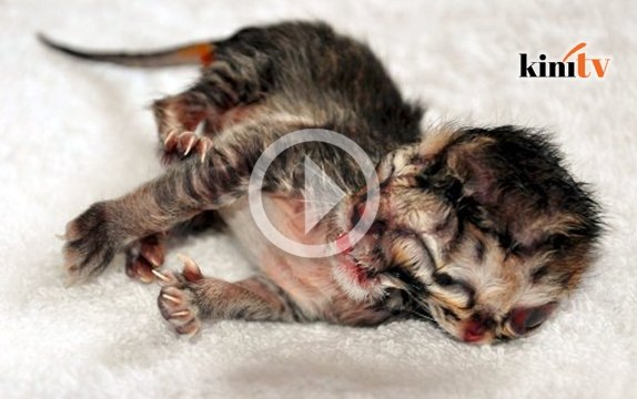 Video: Kucing bermuka dua, ramai berminat nak beli
