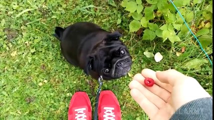 Ultimate Funny Dogs Compilation by FailArmy