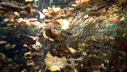 عجائب الحياه الحلقه الخامسه الوطن