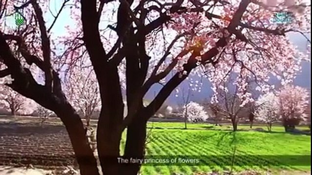 A song dedicated to Gilgit-Baltistan-شفقت امانت علی خان کی دلکش آواز، اور گلگت بلتستان کی خوبصورت وادیاں اور سبزہ زار