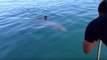 Great White Shark Sighted on New Zealand Beach