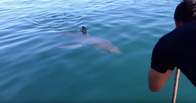 Great White Shark Sighted on New Zealand Beach