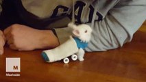 Paralyzed baby bunny gets a sweet custom 4-wheeled ride