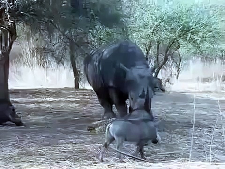 Rhino Kill Pitiful Wild Boar - Wild Animals Attack