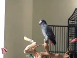 Amazing Parrot Awesome video for Parrot Lovers