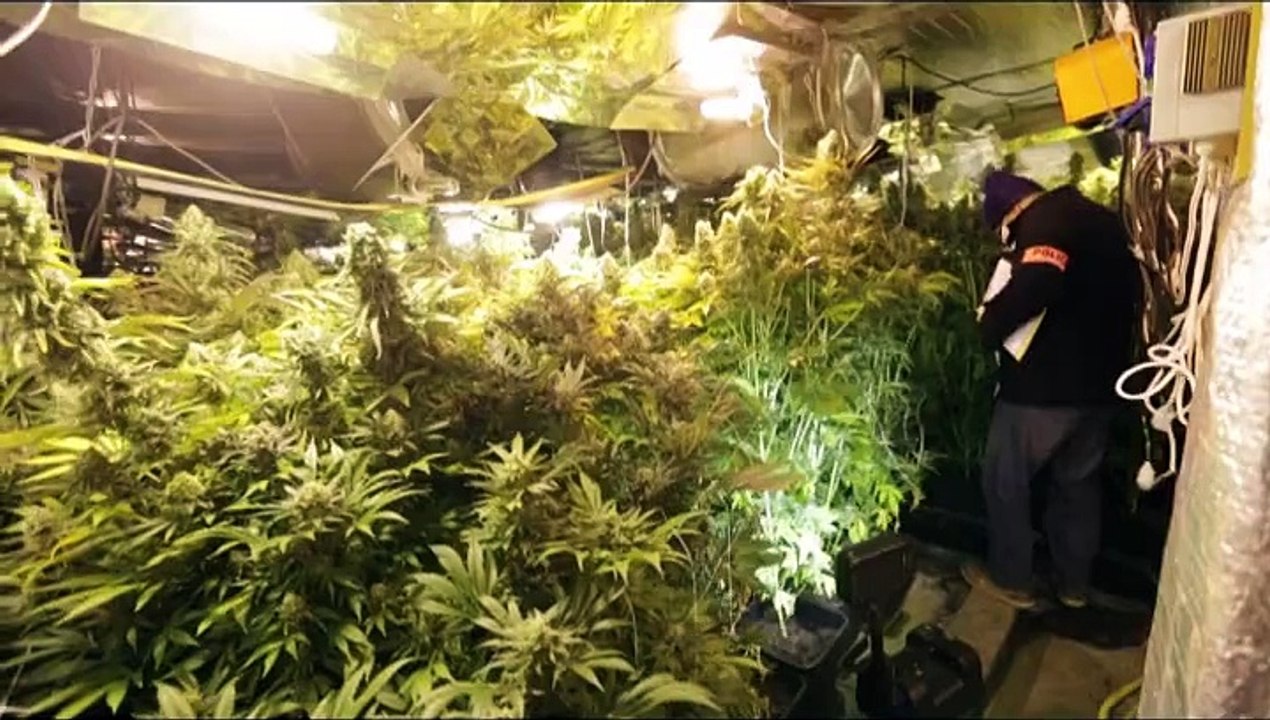 4000 plants de cannabis sont découverts dans une usine près de Lille