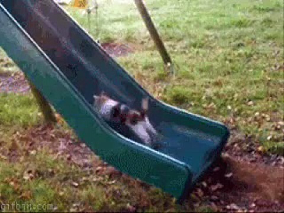Funny Cat Fails