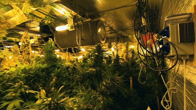 Une usine à cannabis découverte près de Lille