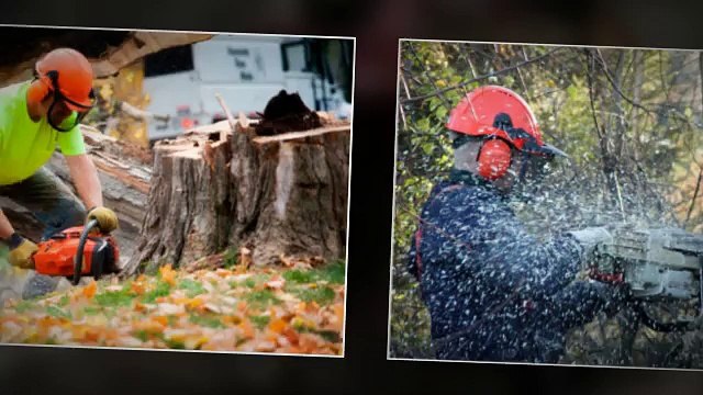 Pay Less Tree Service, LLC - (770) 450-5045