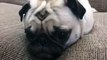 Mochi is a loaf! Her arms and legs disappeared! #magic #mochithepug #pug #loaf #socute #fu