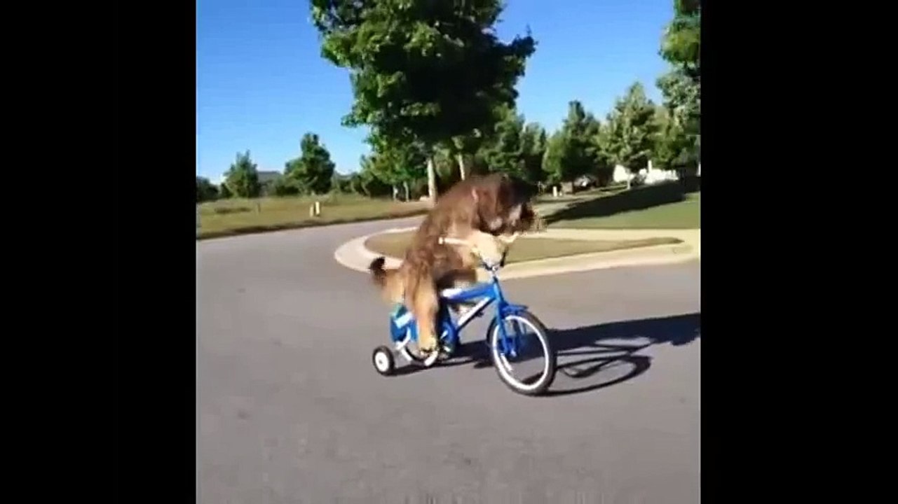 Funny Dogs Compilation 2015