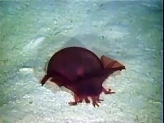 unbeliveable alive things live in sea - that you never seen before
