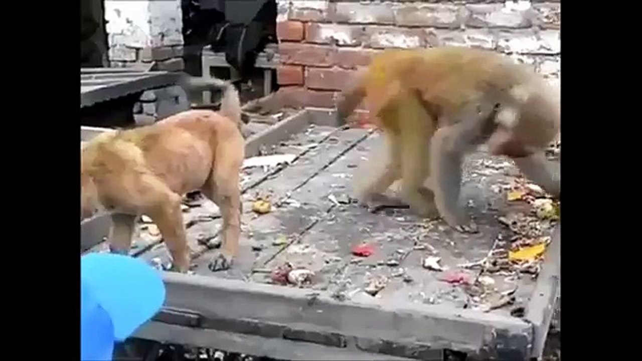Maymun Köpeği Deli Etti