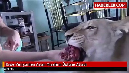 Evde Yetiştirilen Aslan, Misafirin Üstüne Atladı