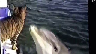 Эта кошка любит играть с дельфинами -) Потешные животные
