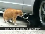 This Cat Betrayed His Girlfriend