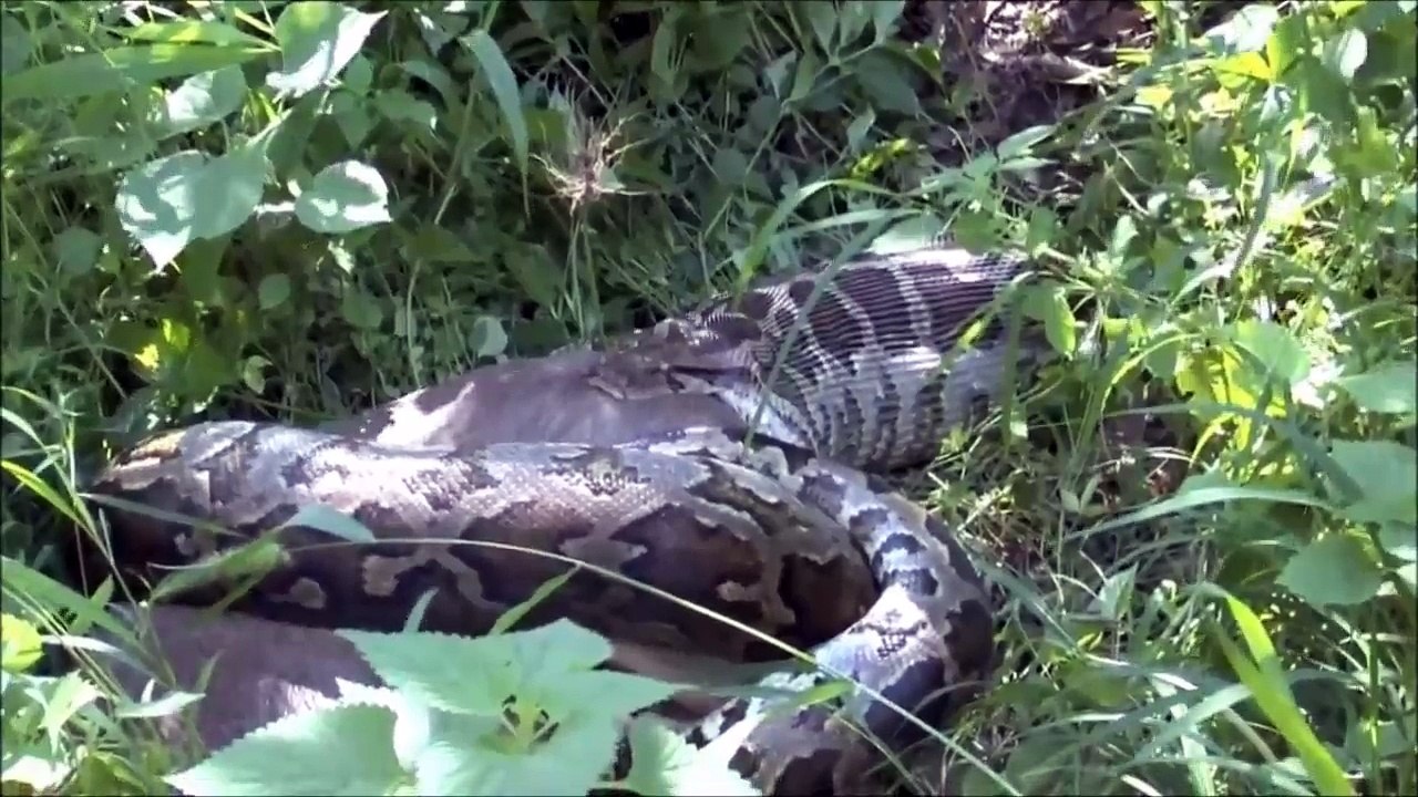 The biggest Python in the world - Python Attacks Deer - Dailymotion Video