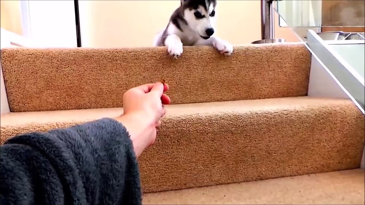 Husky puppies vs Stairs l  Funniest and so cute