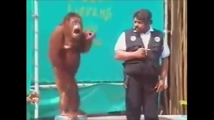 Maymun Bakıcısını Tokatlıyor