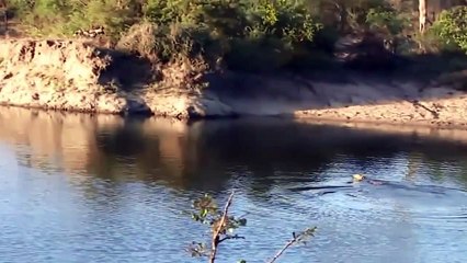 Télécharger la video: Le Perros vs Impala,Perros Salvajes Atacan Impala -_- Ataque del Animal 2016 - 2016