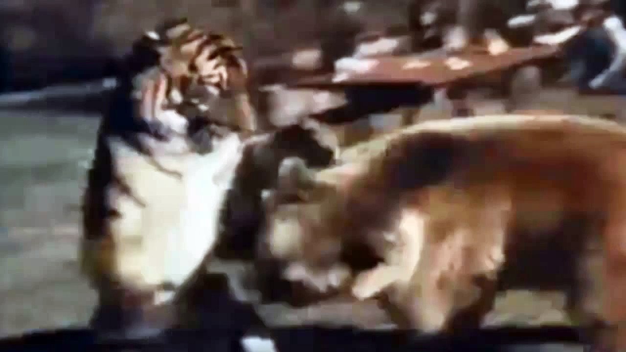 Tiger vs Bear Luchar hasta La Muerte _-_ Animal Lucha 2016 - 2016