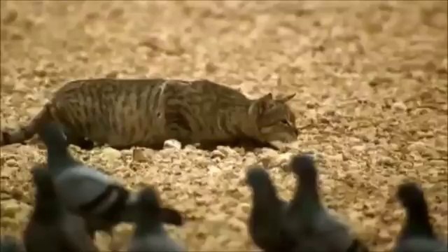 Как кот охотится. Интересное видео