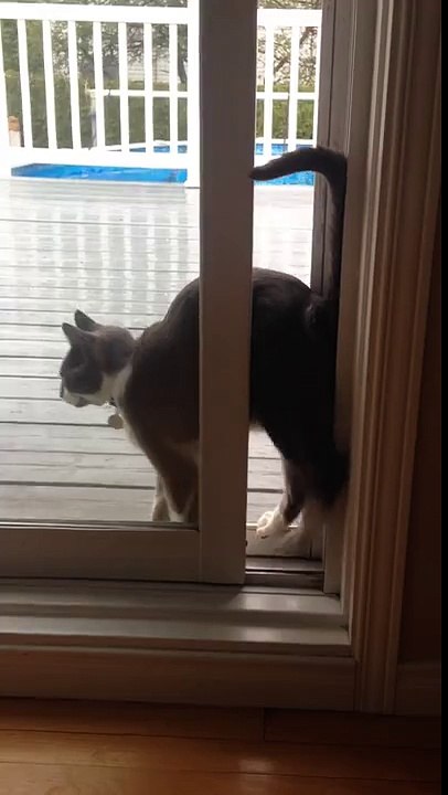 Jasper the Contortionist Cat