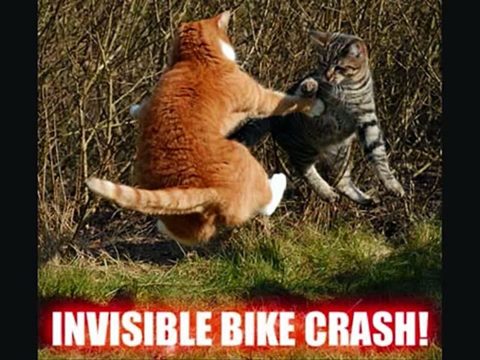 Funny Cats And Dogs! :D