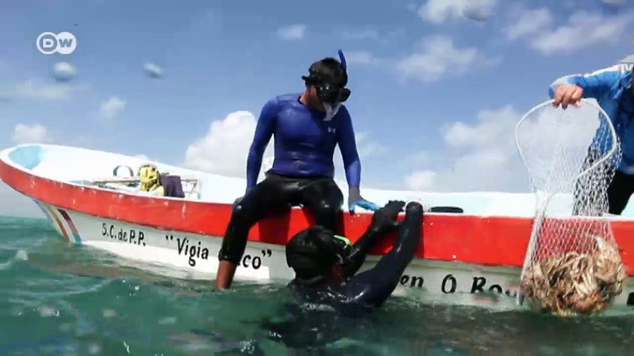 Mexikanische Fischer halten den Atem an | Global 3000