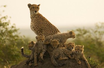 belgesel - ÇİTALAR