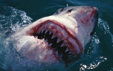 Man who jumps into the sea strikes the shark!