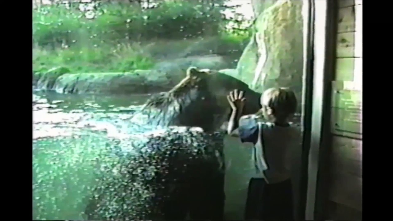 Kids At The Zoo - Compilation