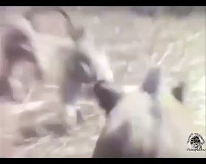 Domuz Kullanan Maymunlar :)