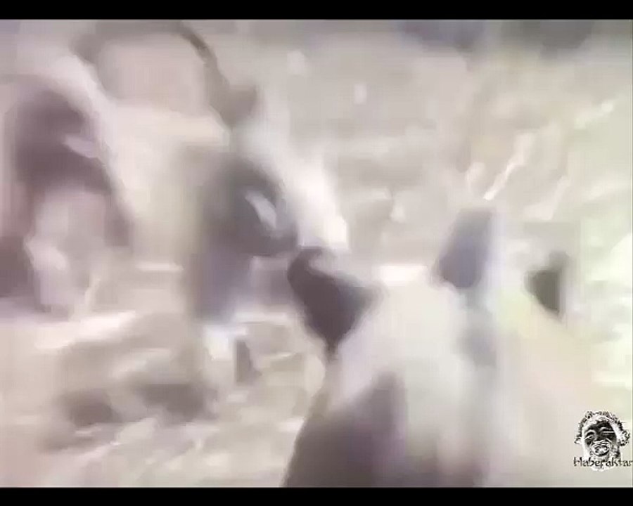 Domuz Kullanan Maymunlar :)