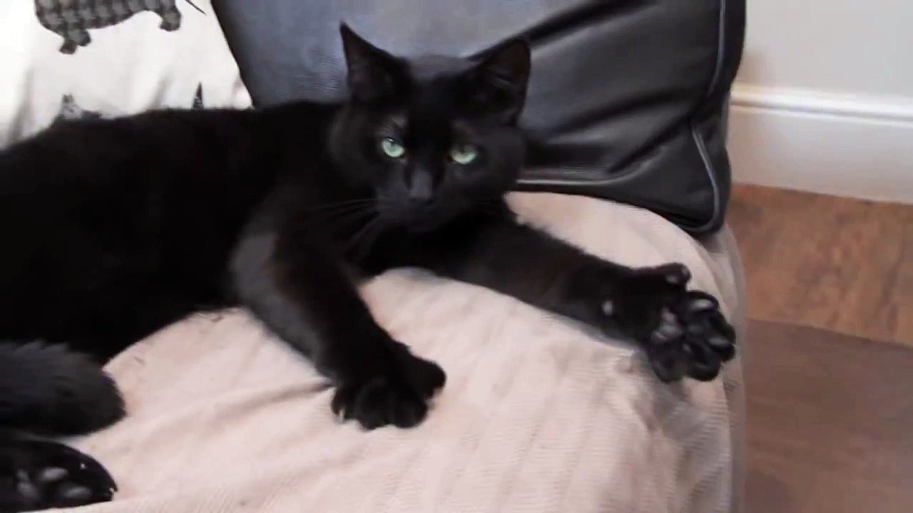 Amazing Cat Gives Thumbs Up