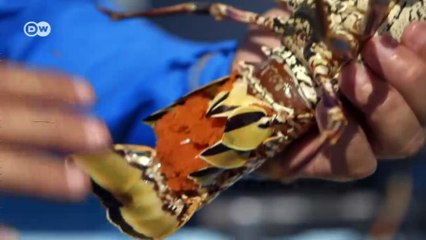 Mexican fishers hold their breath | Global 3000