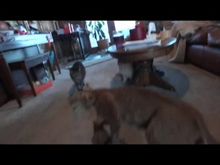 Four Cats, a Stuffed Bobcat, and a dog make a FUNNY video!