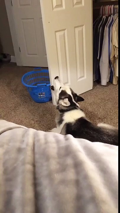 Screaming Husky Disturbs Sleeping Girl