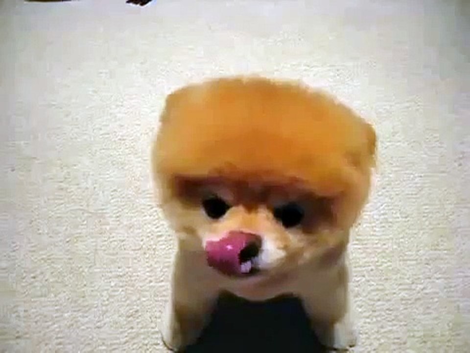 Cute Puppy, Fluffy