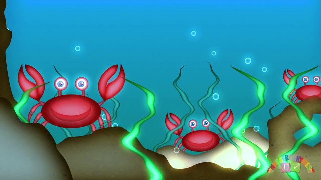 ANIMALS IN THE OCEAN | Nursery Rhymes TV. Toddler Kindergarten Preschool Baby Songs.