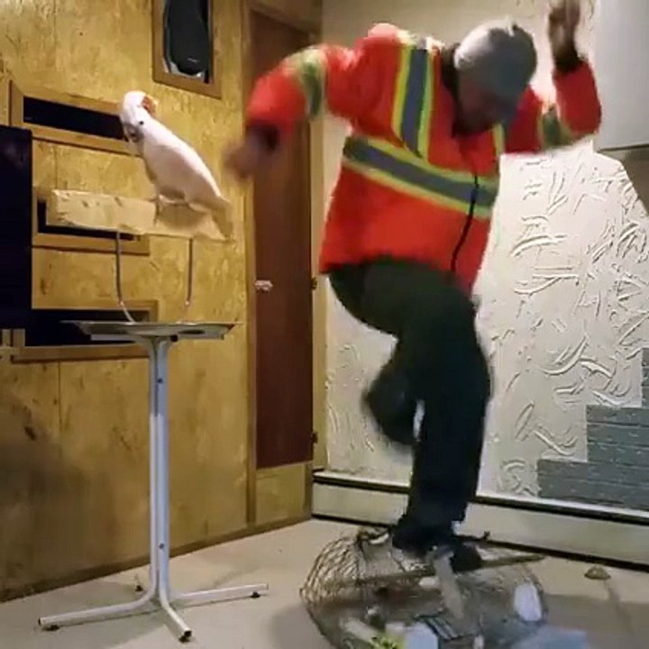 This parrot deeply hates his old cage