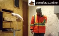 Dont f*ck with this birds cage... (This is the Funniest thing you will ever see in your life) *Warning*