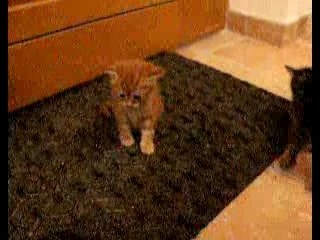 chatons 1 mois